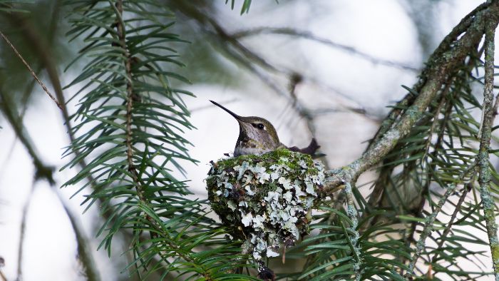  Do hummingbirds leave eggs unattended?