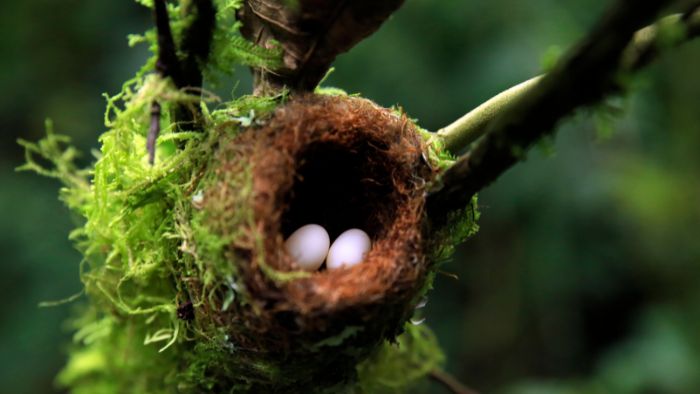  Do hummingbirds sit on their eggs at night?