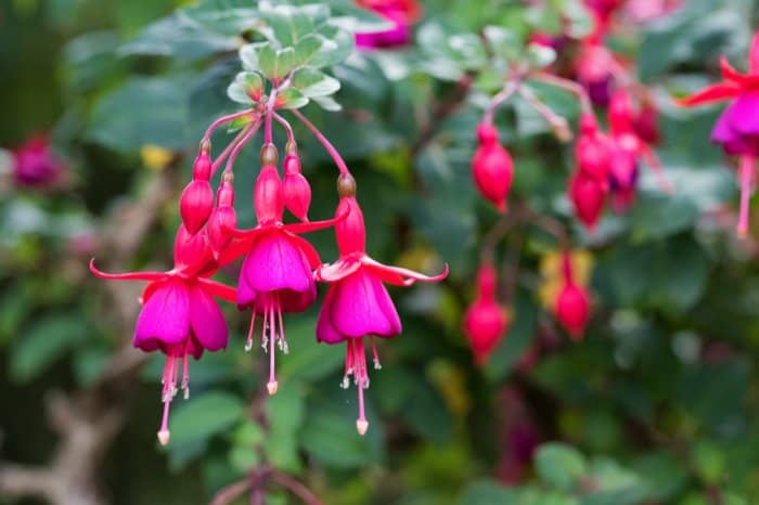 Fuchsia