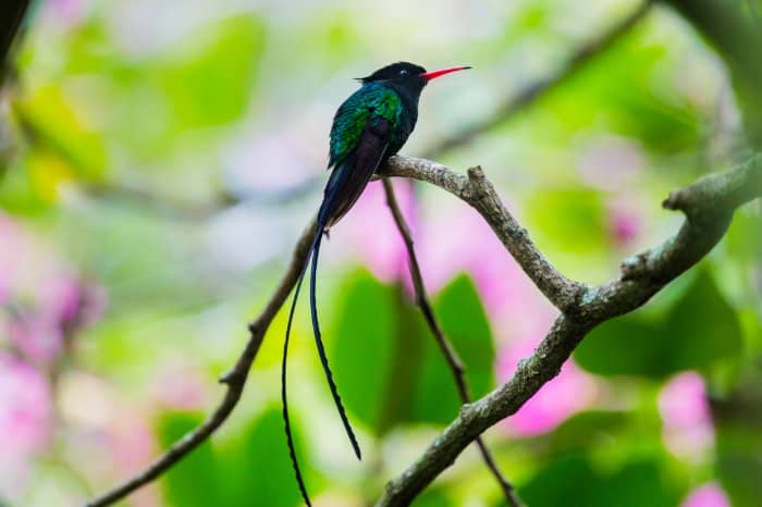 How Do Hummingbirds Protect Themselves From Predators