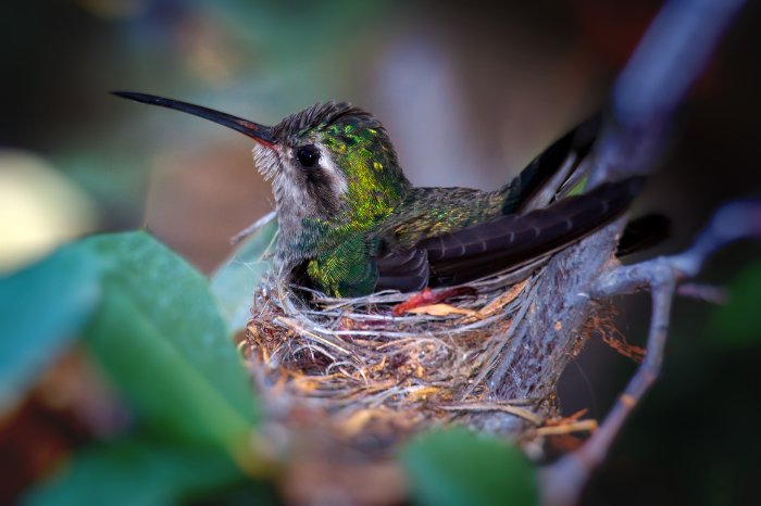 How Hummingbirds Mate