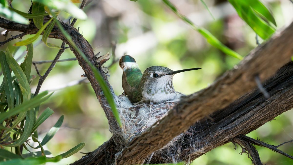 How Long Do Hummingbirds Sit On Their Eggs