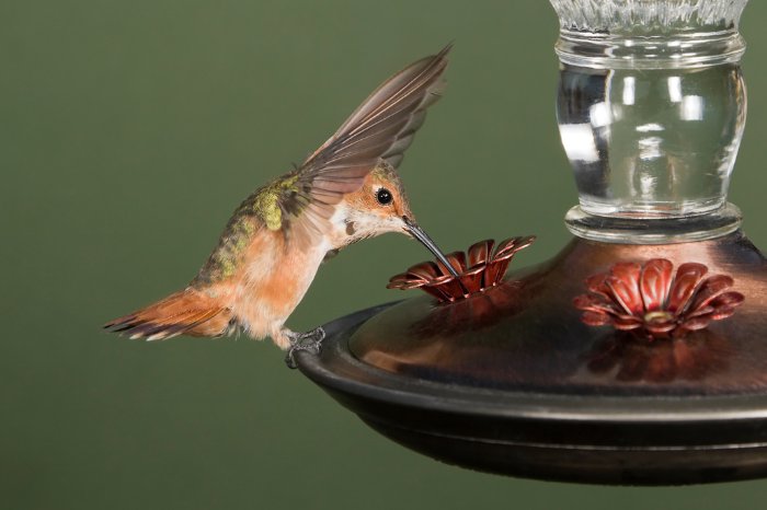How To Mix Hummingbird Food