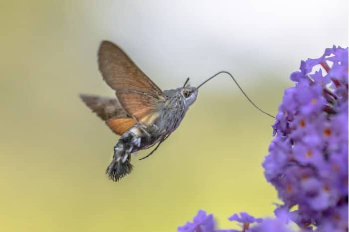 Is There A War Zone Between Butterflies And Hummingbirds