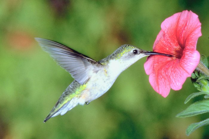 What Kinds Of Flowers Do Hummingbirds Like
