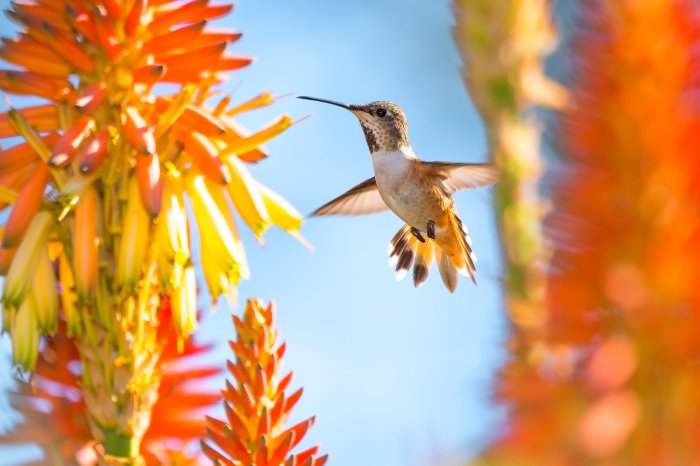 What Plants Attract Hummingbirds