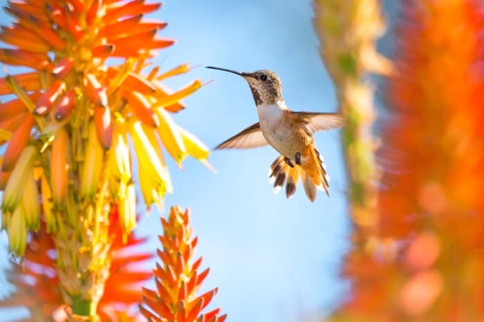 What Plants Attract Hummingbirds