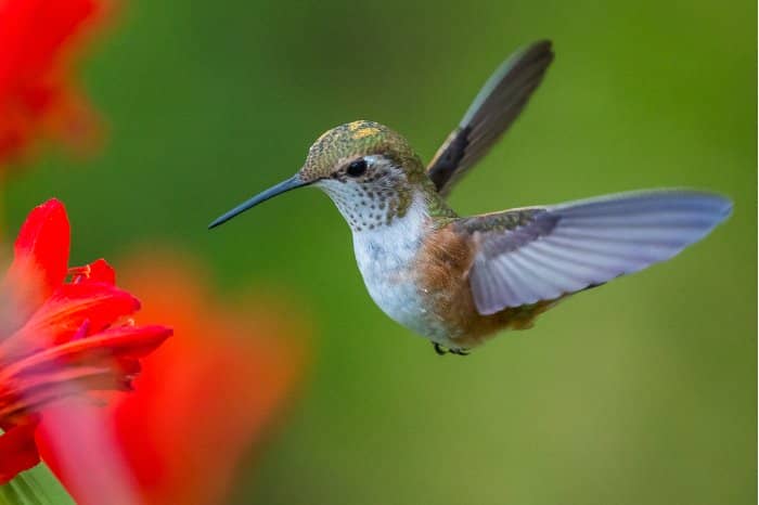 When Do Hummingbirds Come Back