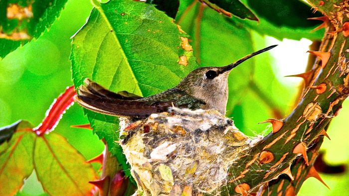  Why do you never see baby hummingbirds?