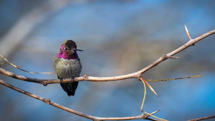 Anna’s Hummingbird