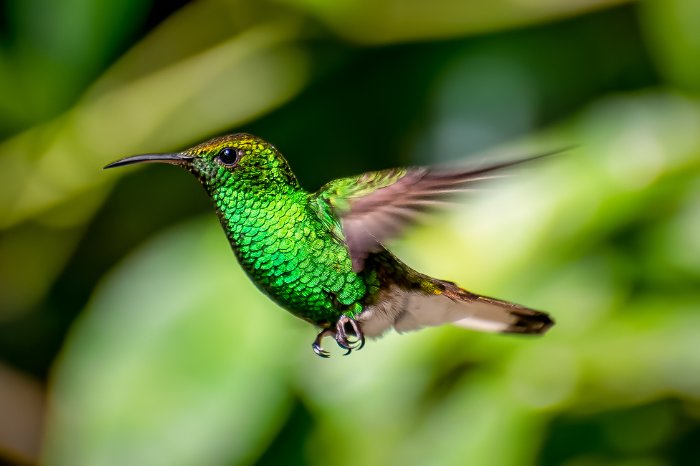 Are Male Hummingbirds More Colorful
