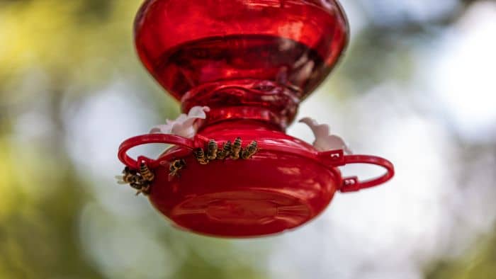 Bee Proof Hummingbird Feeders