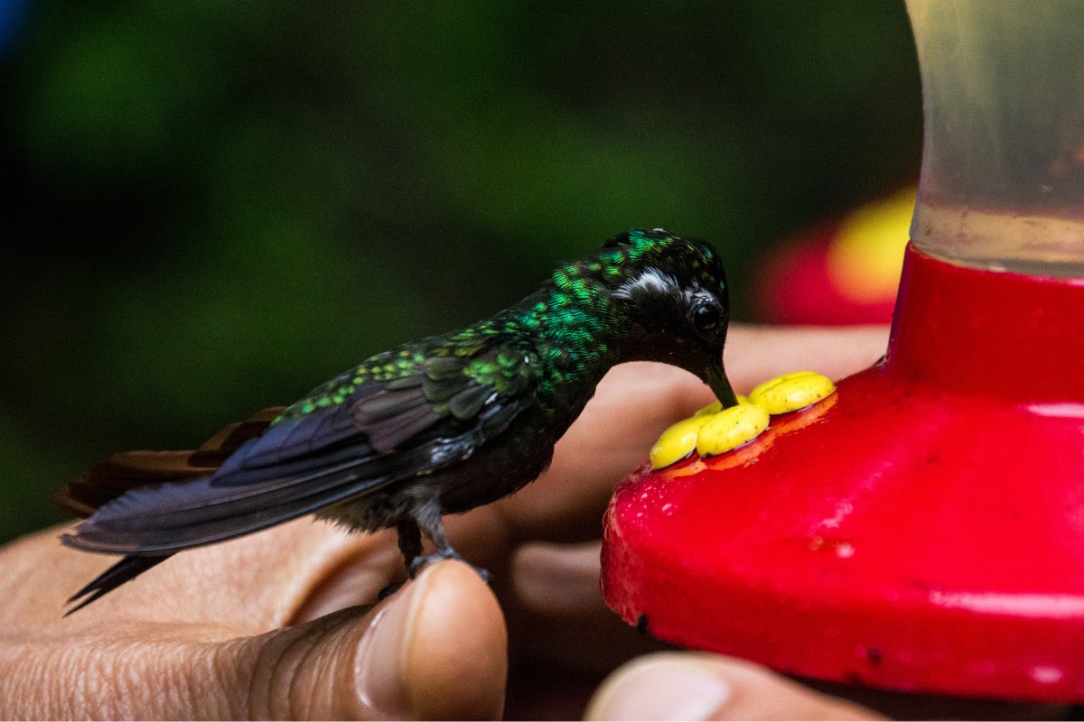 Best Way To Feed Hummingbirds