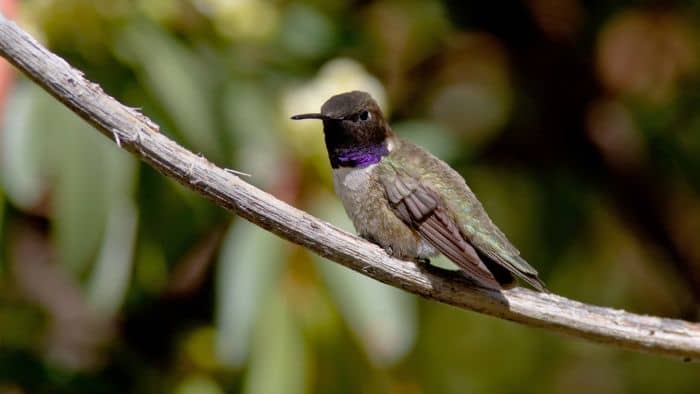 Black-Chinned Hummingbird