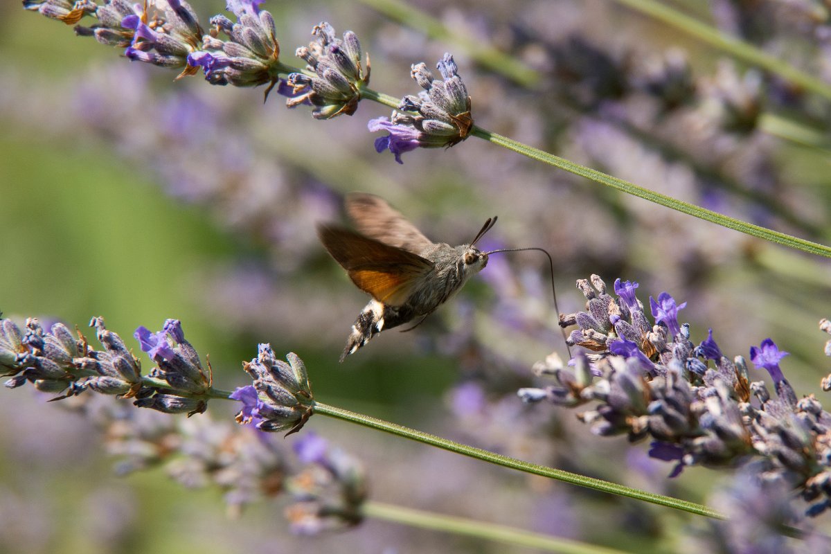 Bugs That Look Like Hummingbirds