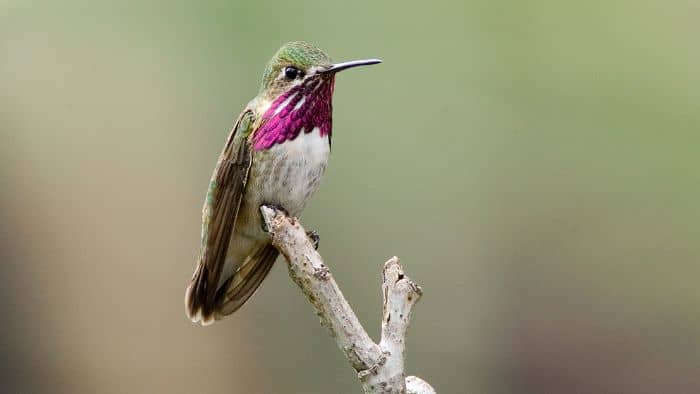 Calliope Hummingbird