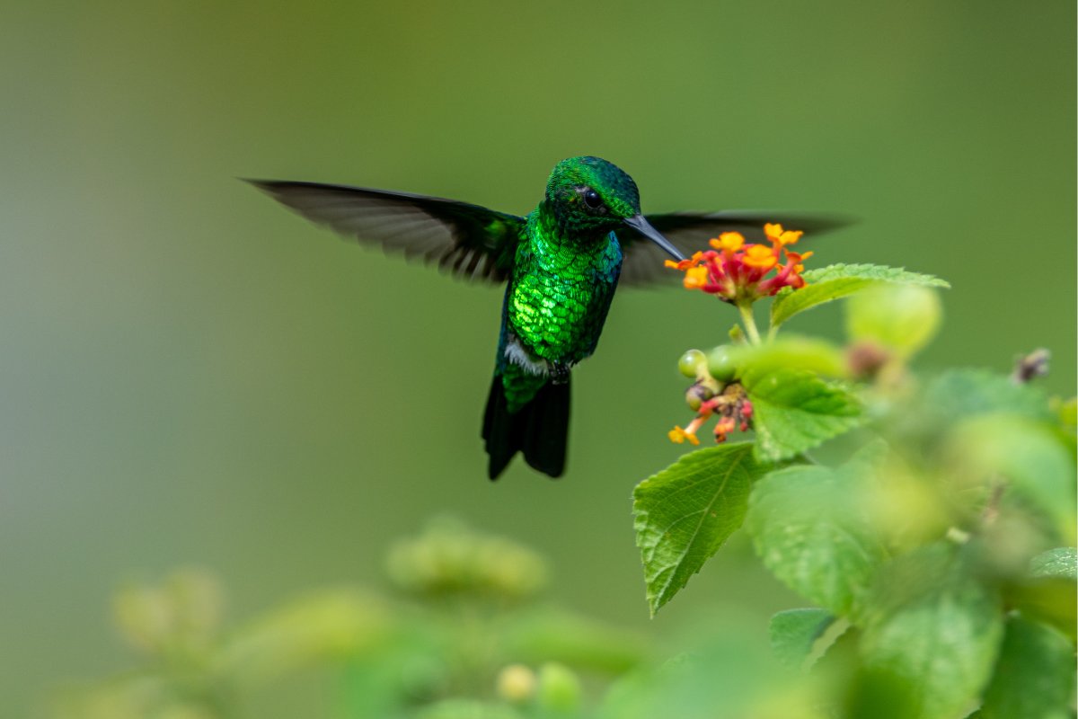 Can Hummingbirds Smell Sugar Water