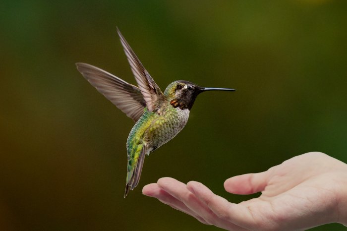 Can You Keep Hummingbirds As Pets