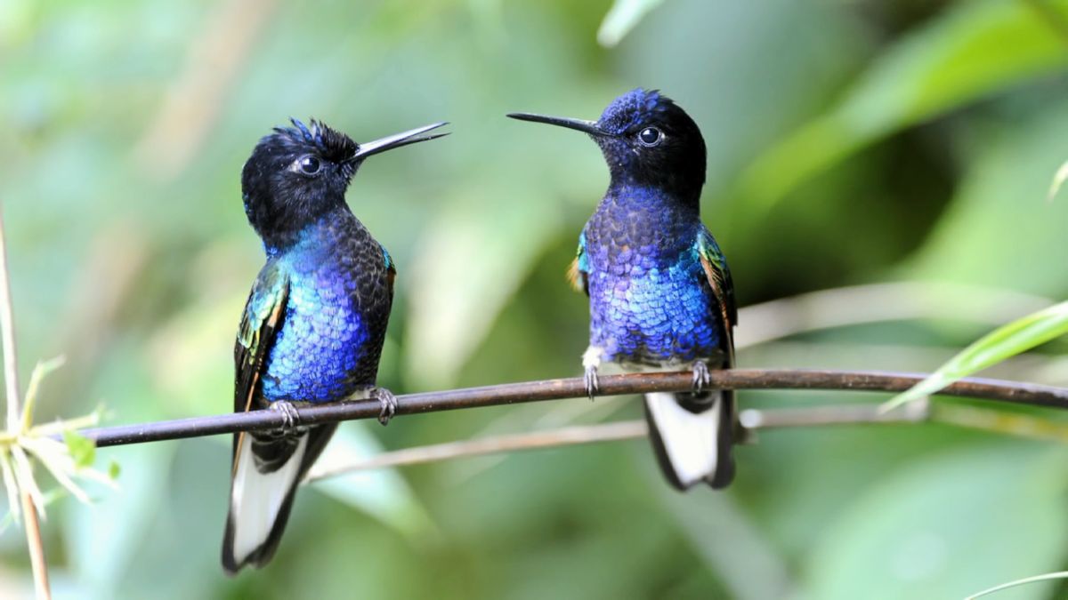 Do Female Hummingbirds Avoid Looking Like Males