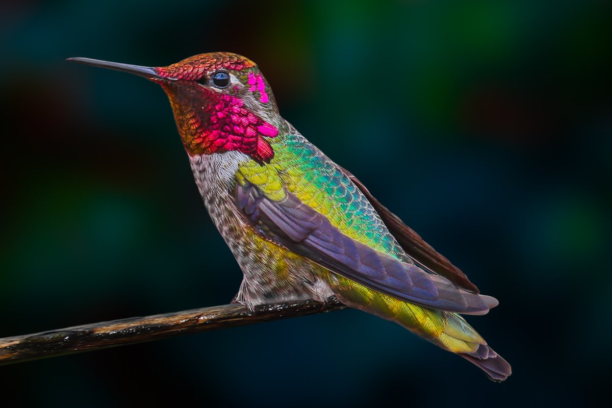 Do Hummingbirds Change Colors?