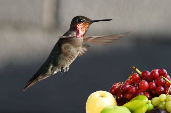 Do Hummingbirds Eat Fruit