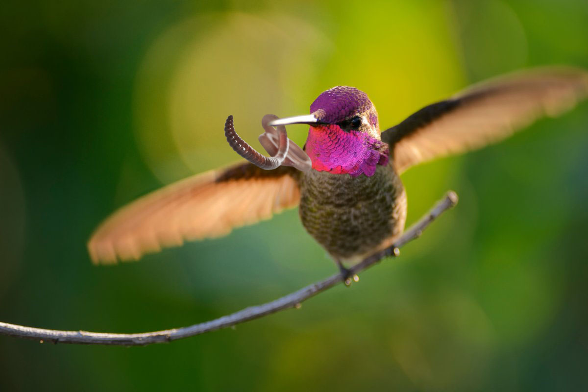 do hummingbirds eat worms
