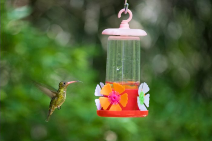 Do Hummingbirds Have A Sense Of Smell