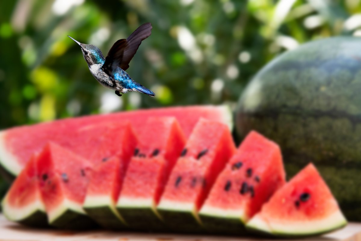 Do Hummingbirds Like Watermelon