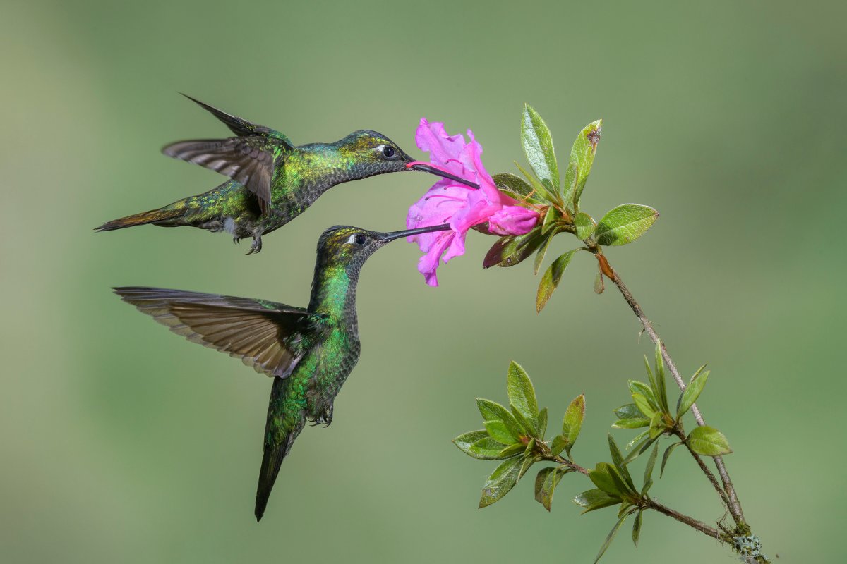 Do Hummingbirds Play