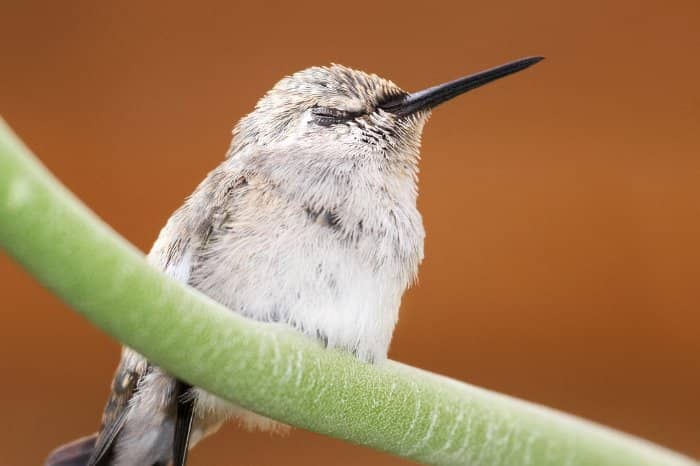 Do Hummingbirds Sleep Together