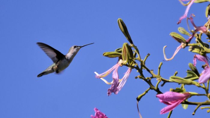  Do hummingbirds change colors