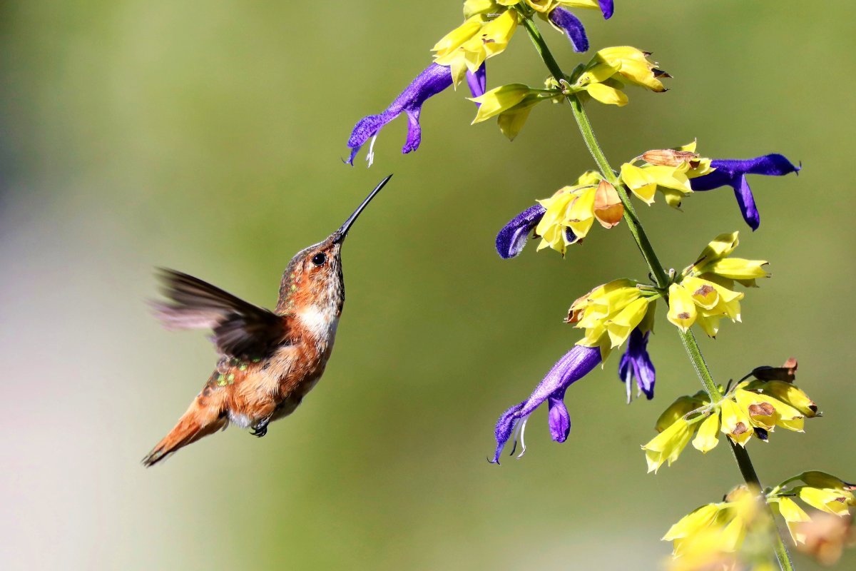 Fall Flowers That Attract Hummingbirds