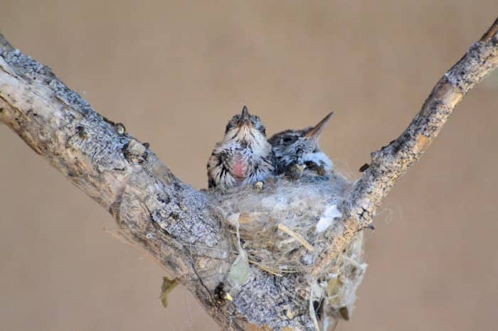 How Big Is A Baby Hummingbird