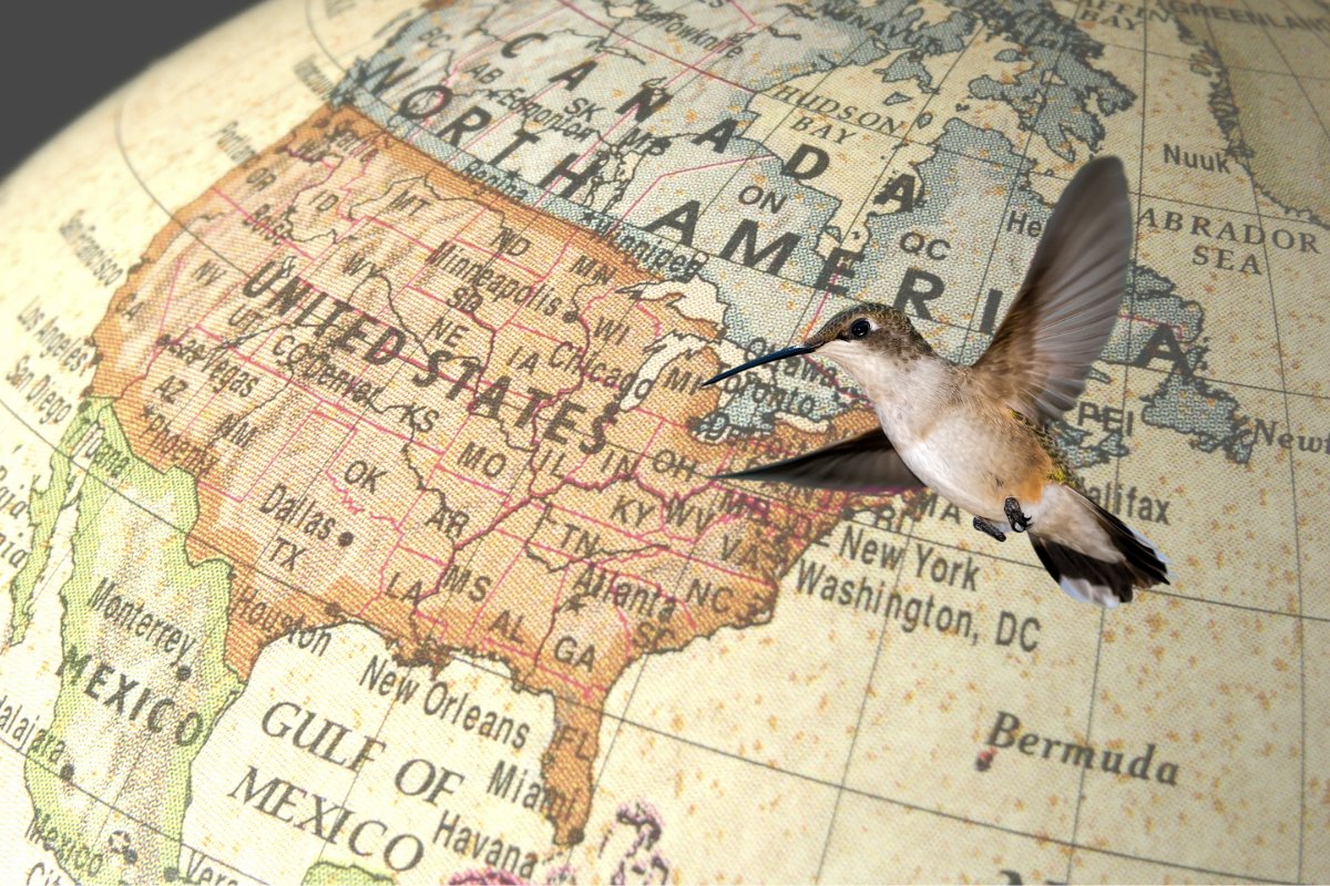 How Far North Do Hummingbirds Go