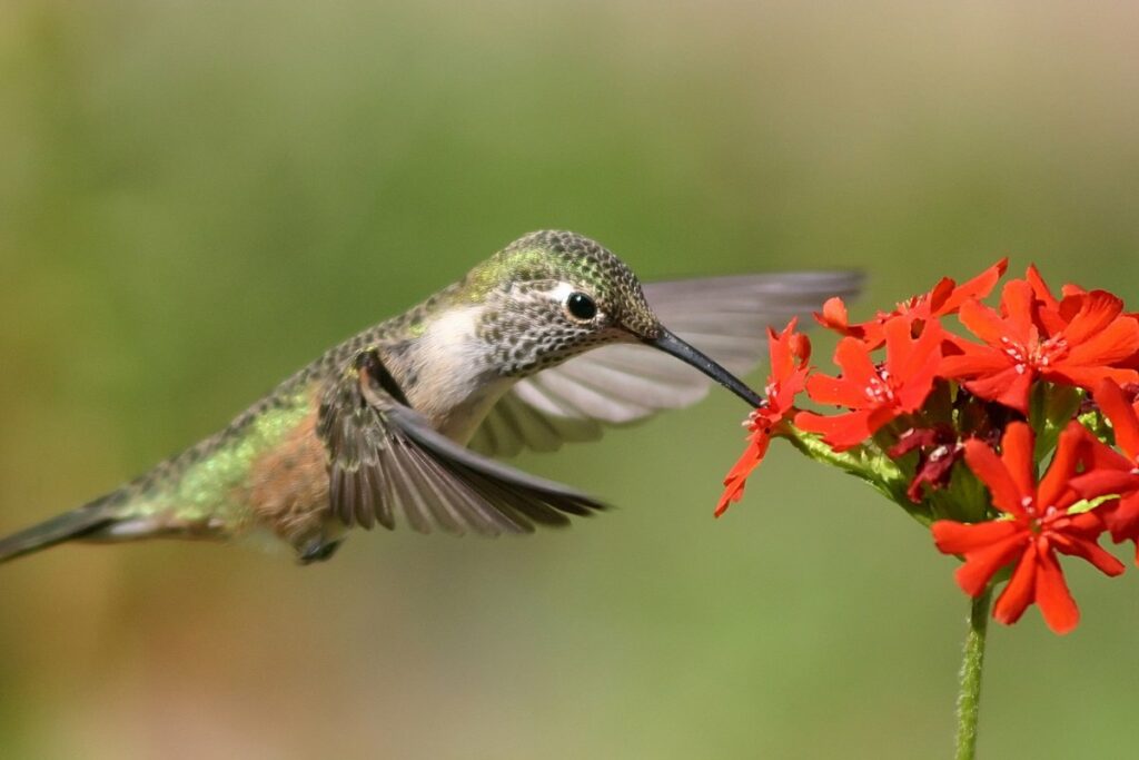 how-much-do-hummingbirds-eat-a-day-the-truth-that-knocks-you-off-your