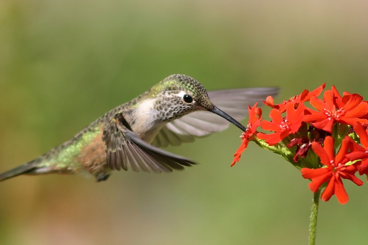 How Much Do Hummingbirds Eat A Day