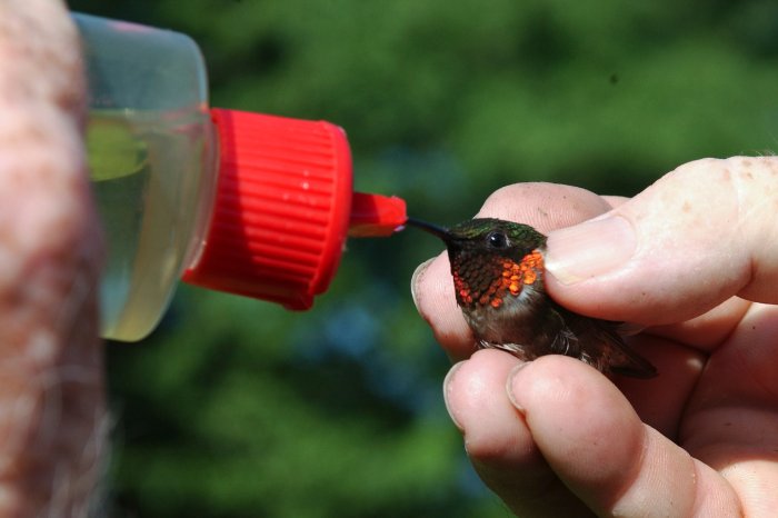 How Much Does A Hummingbird Drink In A Day