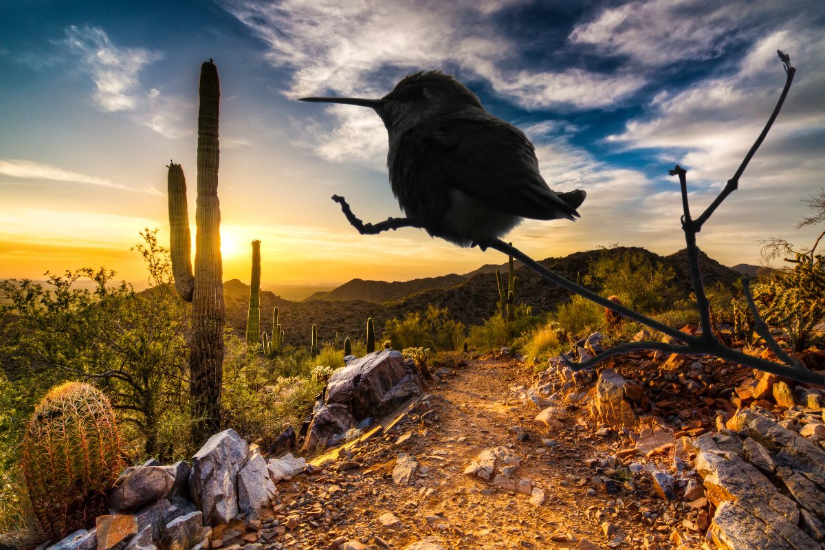 How To Attract Hummingbirds In Arizona