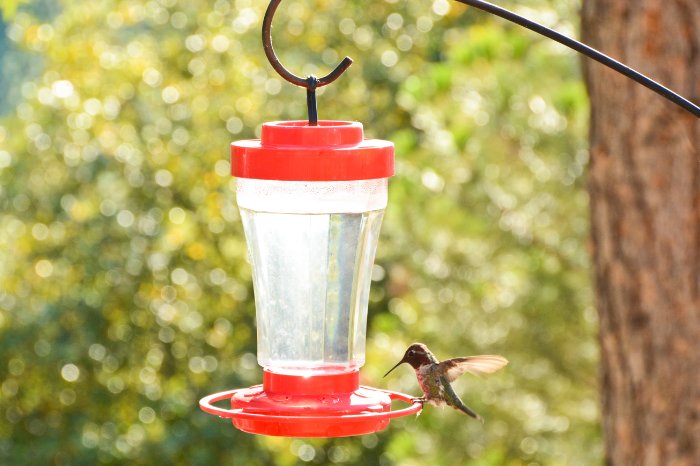 How To Make Hummingbird Food Last Longer