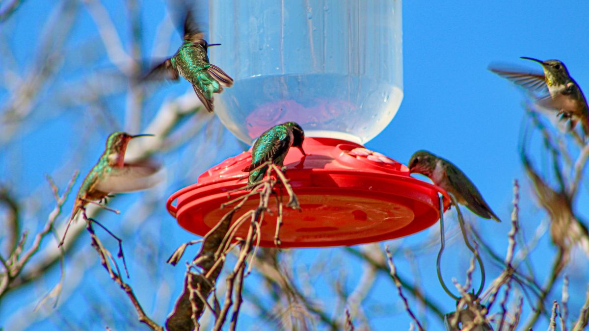 How To Make Syrup For Hummingbirds