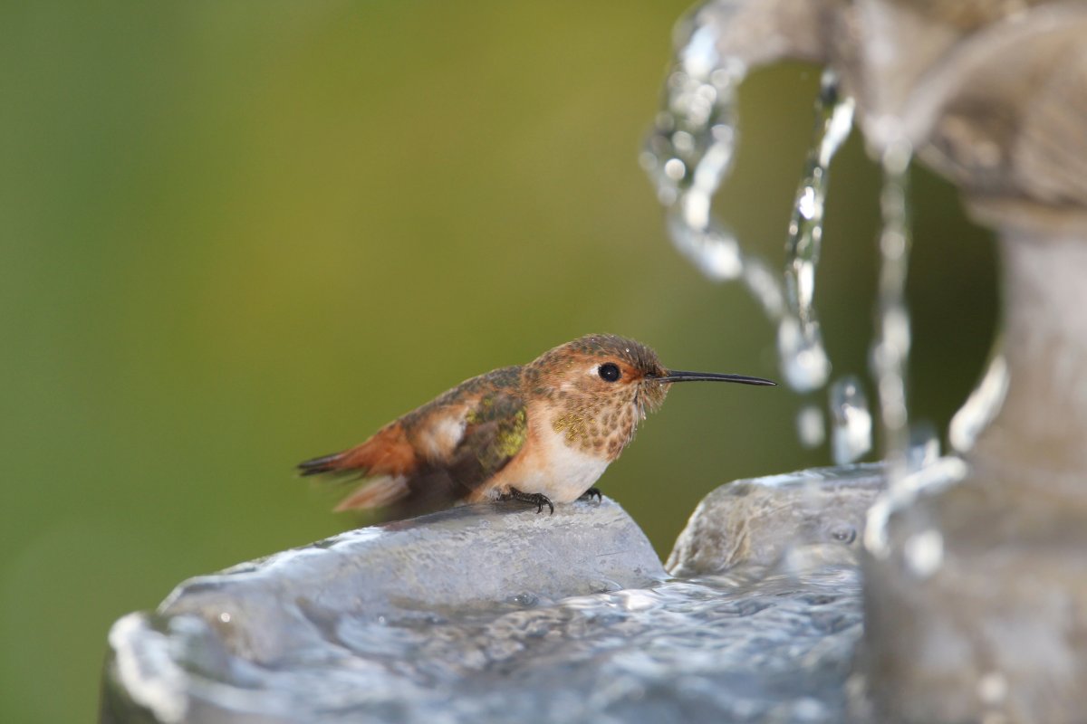 How to Make a Hummingbird Bath