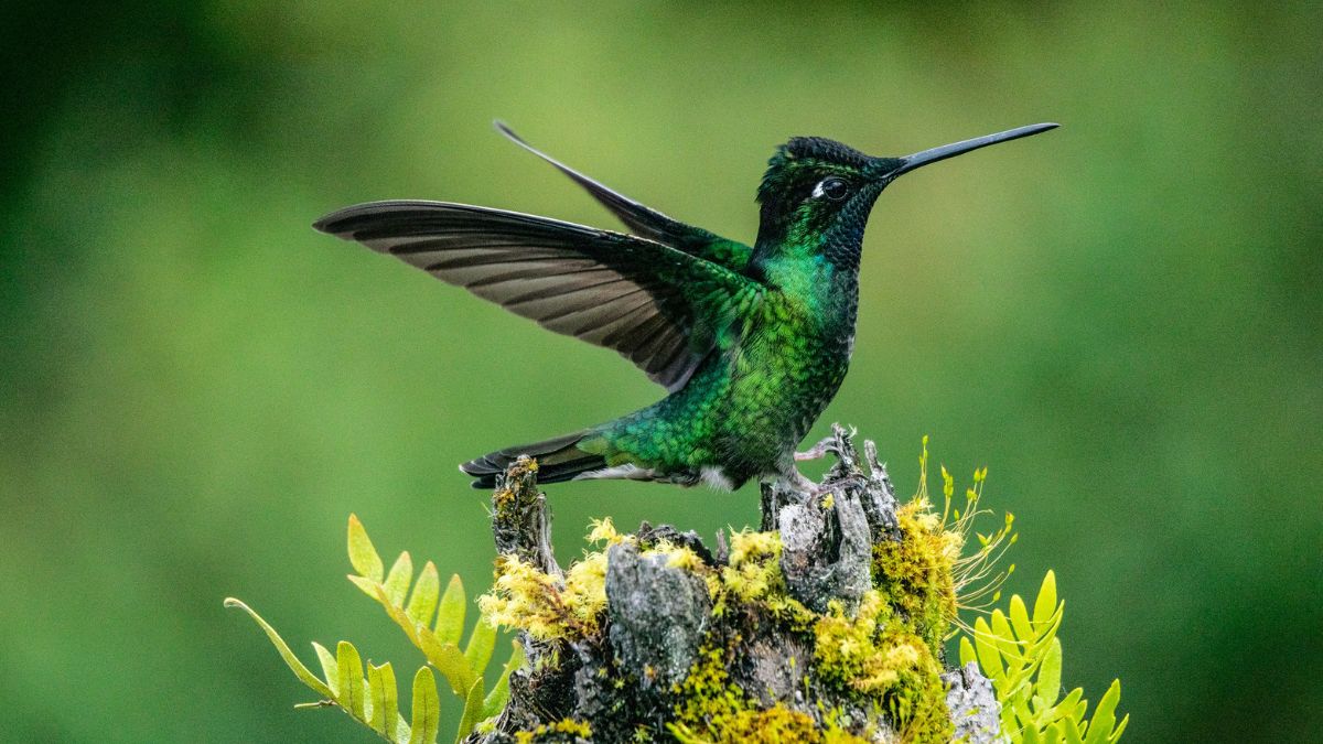 Hummingbirds Are A Sign Of What