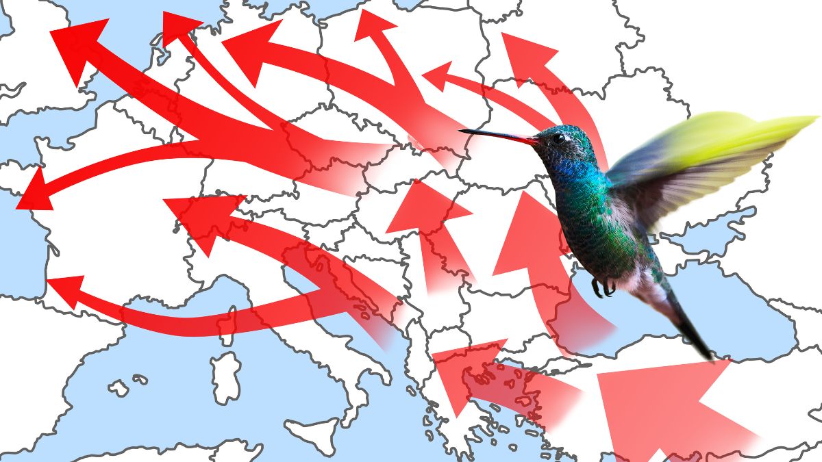 Hummingbirds Migration Routes