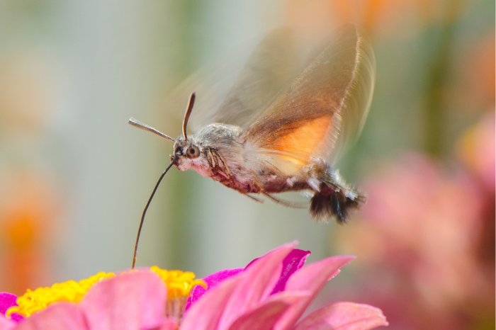 Is There A Butterfly That Looks Like A Hummingbird