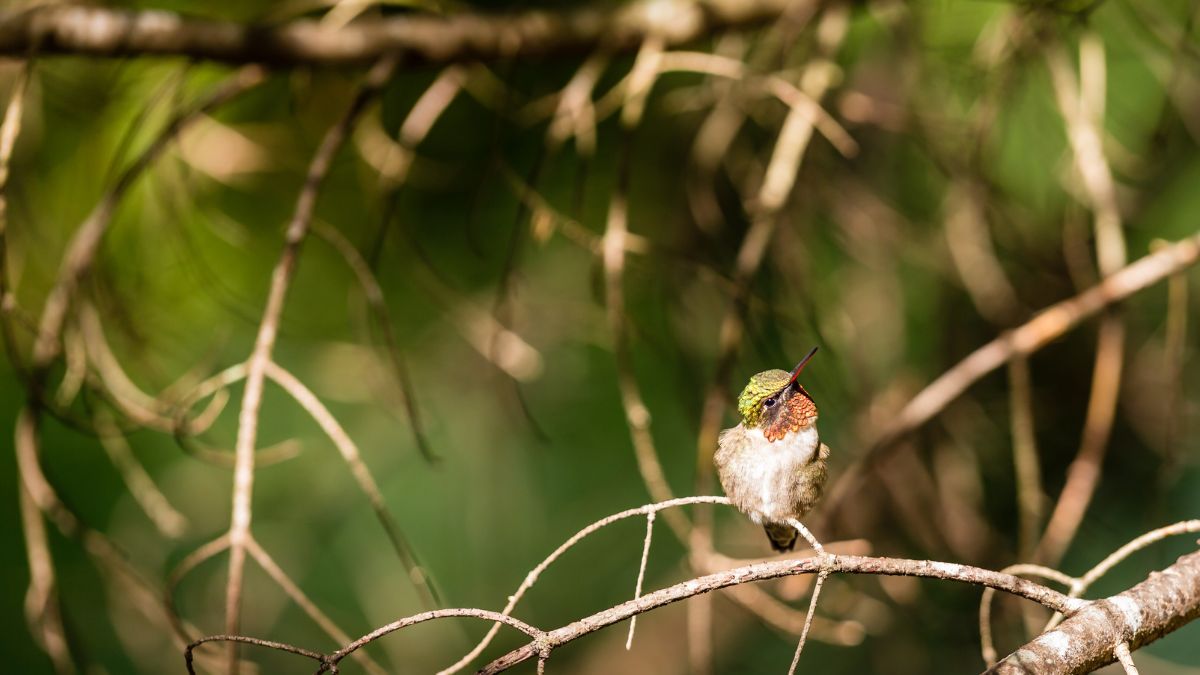 Lifespan Of Ruby Throated Hummingbirds