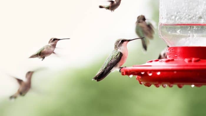 Ruby-Throated Hummingbird Colorado