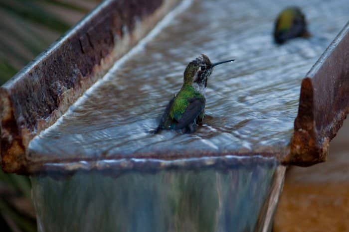 Tips For Your DIY Hummingbird Baths