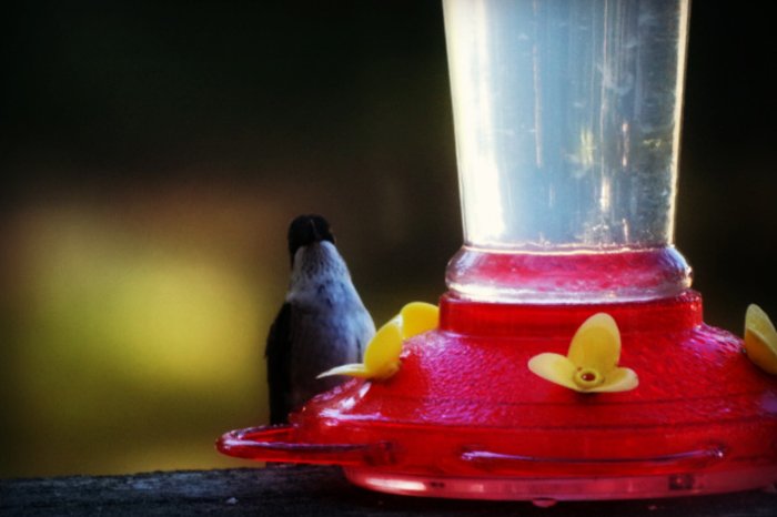 What Can I Feed A Hummingbird
