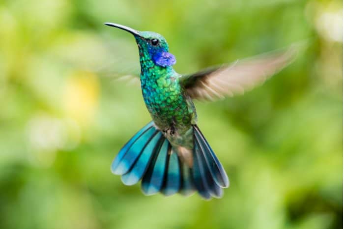 When Do Hummingbirds Migrate North