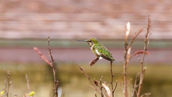 anna's hummingbird